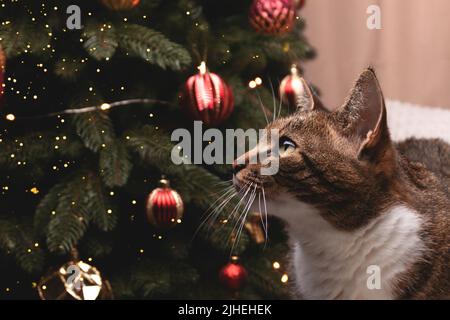 Shorthair domestic tabby cat sitting on a gray blanket in front of decorated fir tree and looking up. Christmas cozy composition. Selective focus. Stock Photo