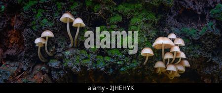 mushrooms on wooden stump with moss Stock Photo