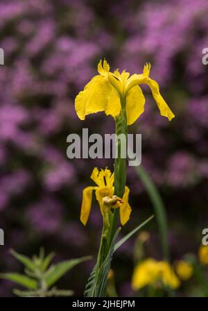 Flowers: Close up of bright Yellow Flag Iris - Iris pseudacorus, AKA Water Flag, set against a purple rhododendron in the background. Stock Photo
