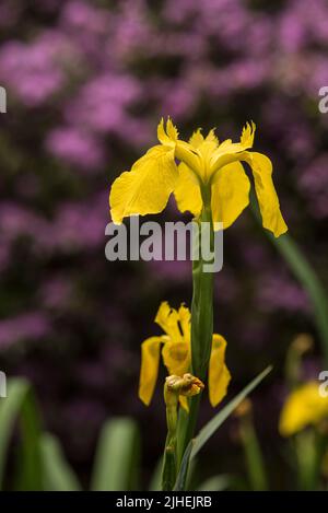 Flowers: Close up of bright Yellow Flag Iris - Iris pseudacorus, AKA Water Flag, set against a purple rhododendron in the background. Stock Photo