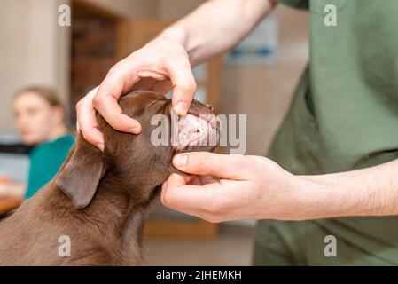 A veterinarian checks the teeth of an cute labrador puppy dog.An young dog is being examined by a veterinarian. Stock Photo