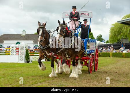 Great Yorkshire Show, Harrogate, UK. July 15, 2022. Close up of  J & J Goodwin, Heavy Horse Turnout in the Main Ring at the Great Yorkshire Show, Harr Stock Photo