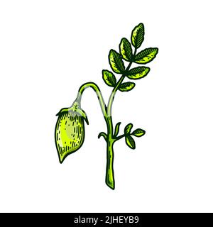 Hand drawn chickpeas branch with leaves and pod. Colorful botany vector illustration in sketch style Stock Vector