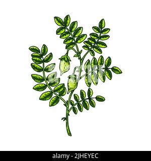 Hand drawn chickpeas branch with leaves and  pods. Colorful botany vector illustration in sketch style Stock Vector