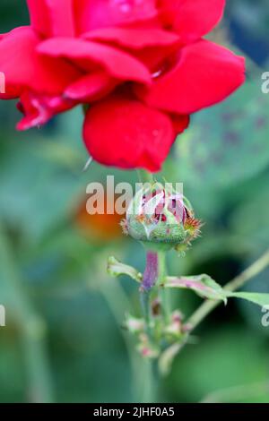 Pin Cushion Gall caused by Gall wasp (Diplolepis rosae) on an ornamental rose in the garden. Stock Photo