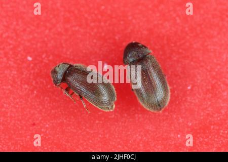 The drugstore beetles (Stegobium paniceum), also known as the bread beetle or biscuit beetle from family Anobiidae. Stock Photo
