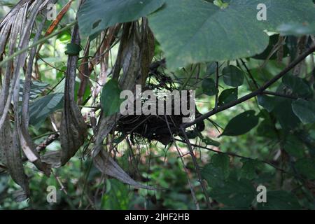 Side view of a small bird nest on the branch of a thorny plant in the wild Stock Photo