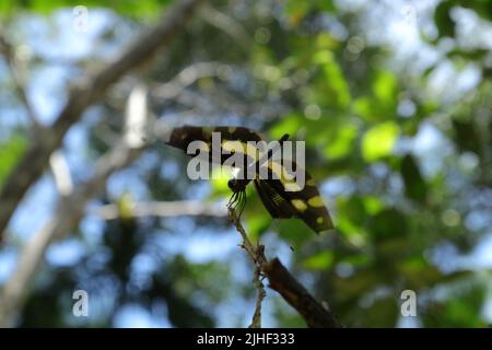 A Variegated Flutterer (Rhyothemis variegata) dragonfly is perched on top of a dry stem tip while spreading its wings angled to right, low angle view Stock Photo