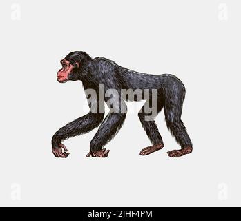 Bonobo or chimpanzee in vintage style. Giant monkey. Hand drawn engraved sketch in woodcut style.  Stock Vector