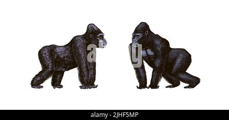 Bonobo or chimpanzee, Western gorilla , Orangutan in vintage style. Colombian capuchin Proboscis monkey. Spider monkey or Southern muriqui . Hand Stock Vector