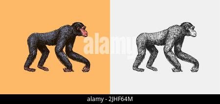 Bonobo or chimpanzee in vintage style. Giant monkey. Hand drawn engraved sketch in woodcut style.  Stock Vector
