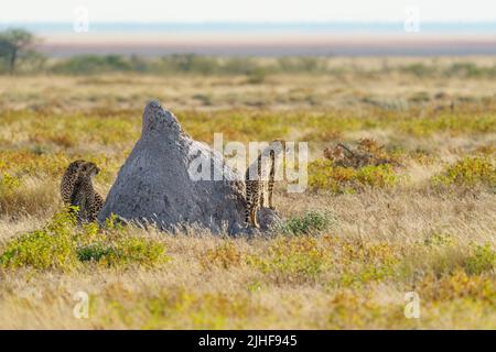 2 young Cheetahs play around their mother and termite hill. Etosha National Park, Namibia, Africa Stock Photo