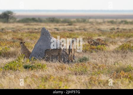 2 young Cheetahs play around their mother and termite hill. Etosha National Park, Namibia, Africa Stock Photo