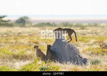 2 young Cheetahs play around their mother and termite hill. Etosha National Park, Namibia, Africa Stock Photo