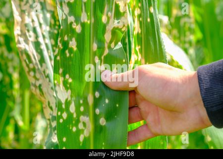 Close up hand of farmer touching wilting corn leaves after applying herbicide Stock Photo