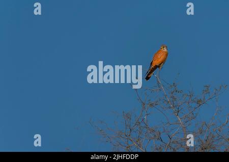 bird on the branch, common kestrel on the tree in blue sky Stock Photo
