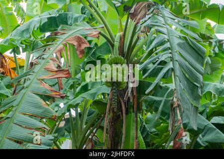 A photo of a naturally grown organic banana palm tree in the tropical island of Sri Lanka. Naturally grown without fertilizer. Stock Photo