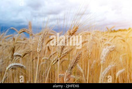 Wheat field in golden hour. Background of the ripening ears of field of meadow wheat. Beautiful farmer's harvest, close up shot of the wheat plant Stock Photo