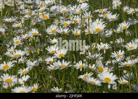 Ox-eye or oxeye daisies (Leucanthemum vulgare) flowering in profusion on an early summer's day, Berkshire, June. Stock Photo