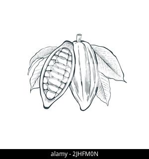 A cocoa pod with leaves and beans. Stock Vector