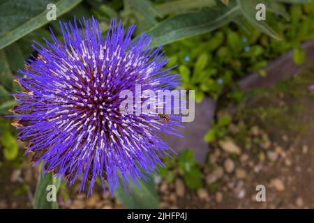 Stunning purple flower of globe artichoke also known as French artichokes plant in a garden. Stock Photo