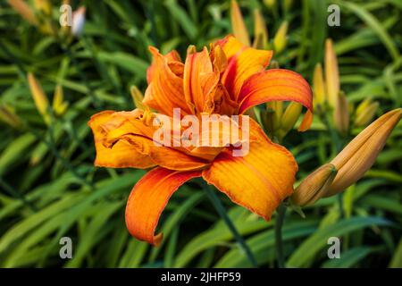 Stunning deep orange flower of Double Flowered Hemerocallis, or day lily in a garden. Stock Photo