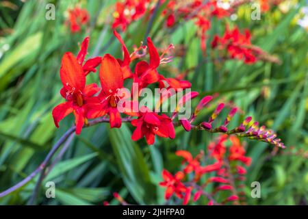 Crocosmia Lucifer red Montbretia small genus of flowering plants in the iris family Iridaceae growing in herbaceous border. Stock Photo