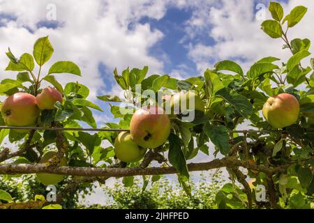 Row of espalier apple fruit growing on horizontal wires. Stock Photo