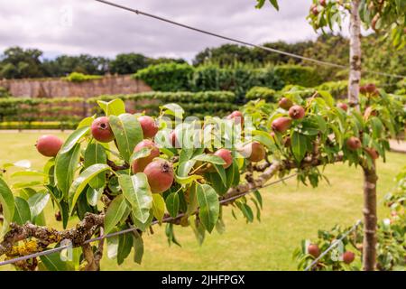 Row of espalier red pear fruit growing on horizontal wires. Stock Photo