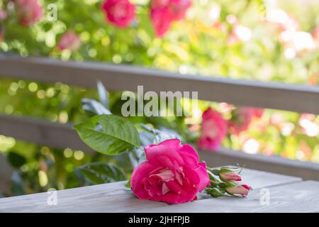 Pink roses on a old white wooden table. Large bush of pink roses blooms next to wooden terrace Stock Photo