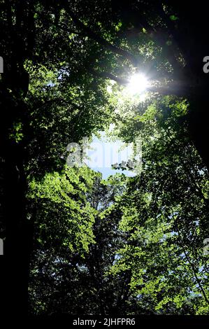 sunlight shining through trees in woodland, norfolk, england Stock Photo