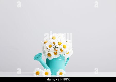 Bouquet of fresh daisies in a vase in the shape of a watering can. Stock Photo