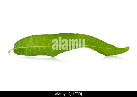 Mango leaf on a white background. Stock Photo