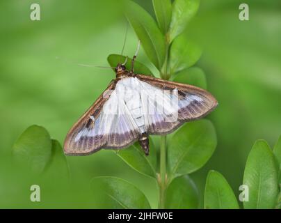 Box-tree Moth - Cydalima perspectalis Stock Photo