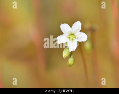 Great Sundew - Drosera anglica Great Sundew - Drosera anglica