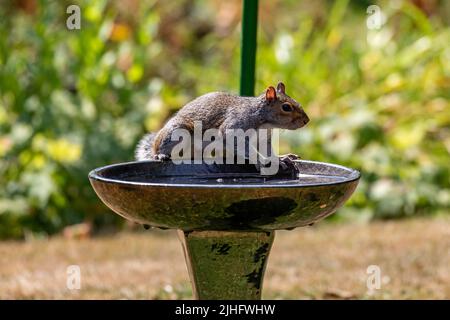 A grey squirrel perched on the edge of a bird bath on a hot summer's day in Sussex Stock Photo