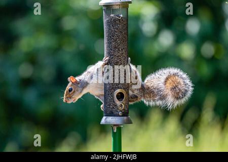 A Grey Squirrel Perched on a Bird Feeder in a Sussex Garden Stock Photo