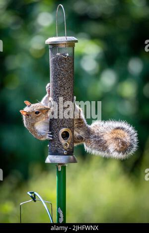 A Grey Squirrel Perched on a Bird Feeder in a Sussex Garden Stock Photo