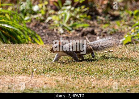 A grey squirrel running across a lawn in Sussex Stock Photo