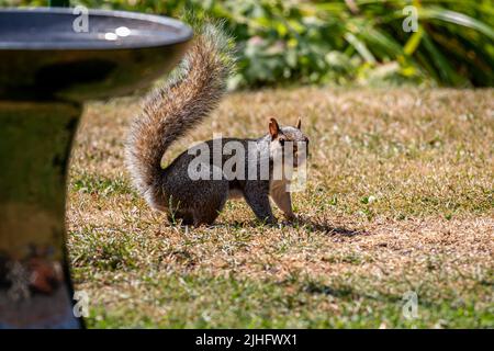 A grey squirrel standing on a dry lawn on a hot summer's day Stock Photo
