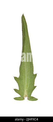 Chalk Knapweed - Centaurea debeauxii Stock Photo