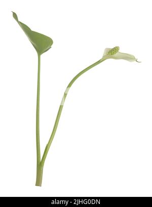 Bog arum, Calla palustris isolated on white background, this lant grows in wet environments Stock Photo