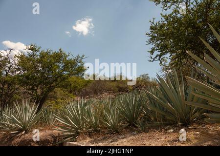 Row of Agave or Maguey plants on ground in Mexico in the mountains near the clouds Stock Photo