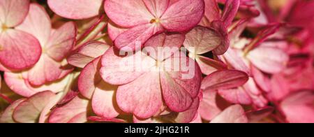 Burgundy color hydrangea flowers pattern close up full frame background top view. Flowers texture. Autumn banner Stock Photo