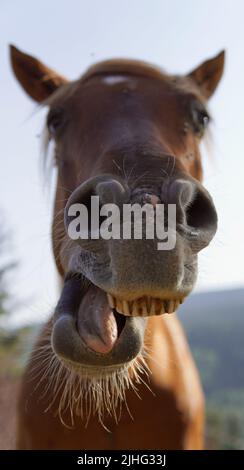 Close-up of the teeth of a horse eating. Funny photo Stock Photo