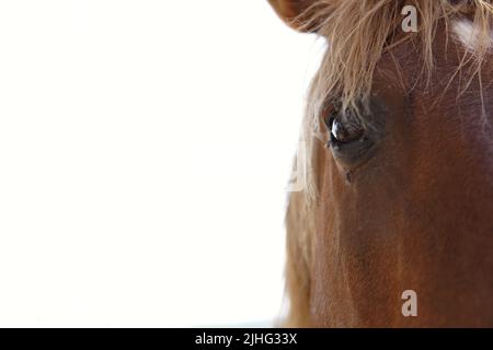 Half head portrait of a horse close-up. Stock Photo