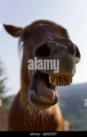 Close-up of the teeth of a horse eating. Funny photo Stock Photo