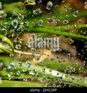 Closeup of water droplets in a spider web Stock Photo