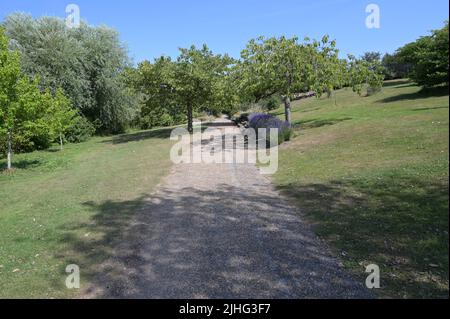 A pathway through English woodland during the UK heatwave of 2022 Stock Photo