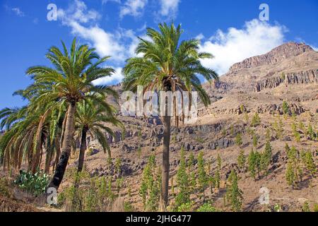 Palm trees at the village Fataga, San Bartolome de Tirajana, Grand Canary, Canary islands, Spain, Europe Stock Photo